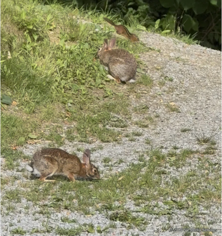 Two rabbits share the gravel path as a chipmunk leaps past.