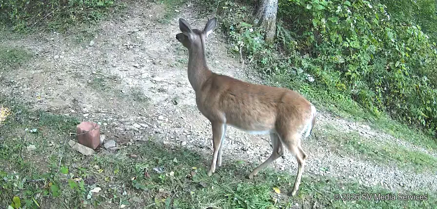 A doe stands alert where grass meets the gravel track.
