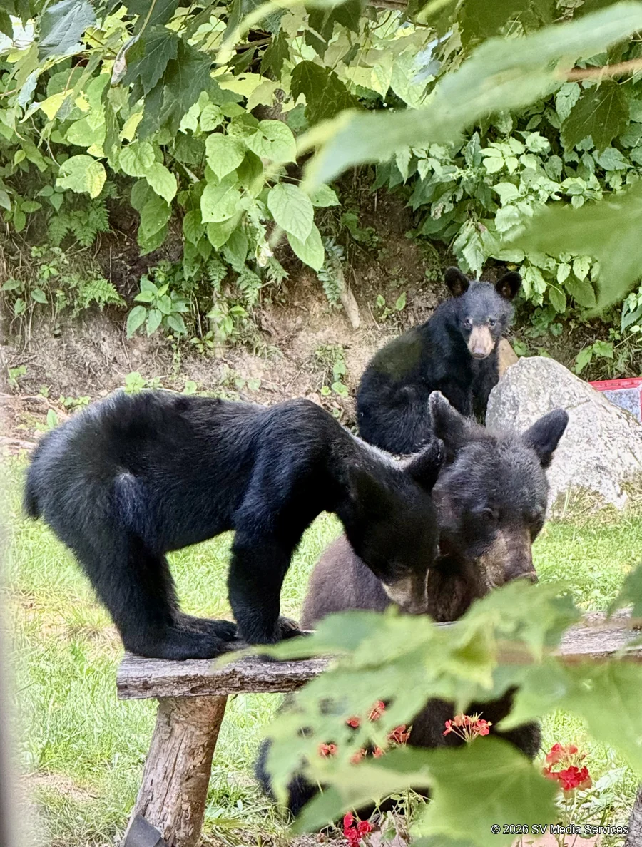 An adult black bear and two cubs gather among the leaves.