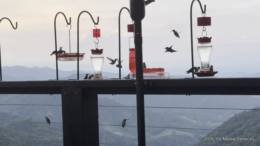 Hummingbirds fill the air around the feeders, with mountain ridges beyond.