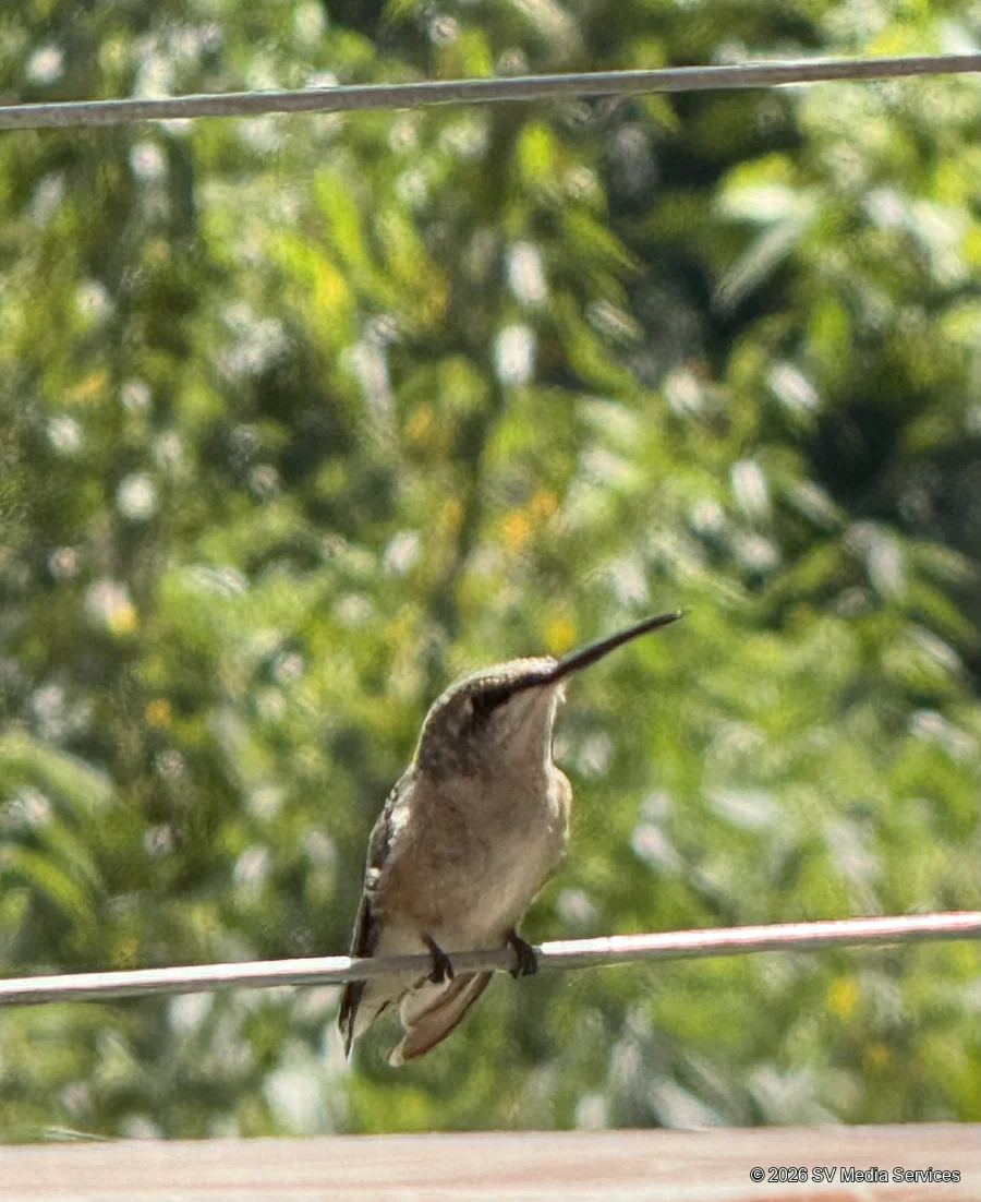 A perched hummingbird lifts its bill against a soft green background.
