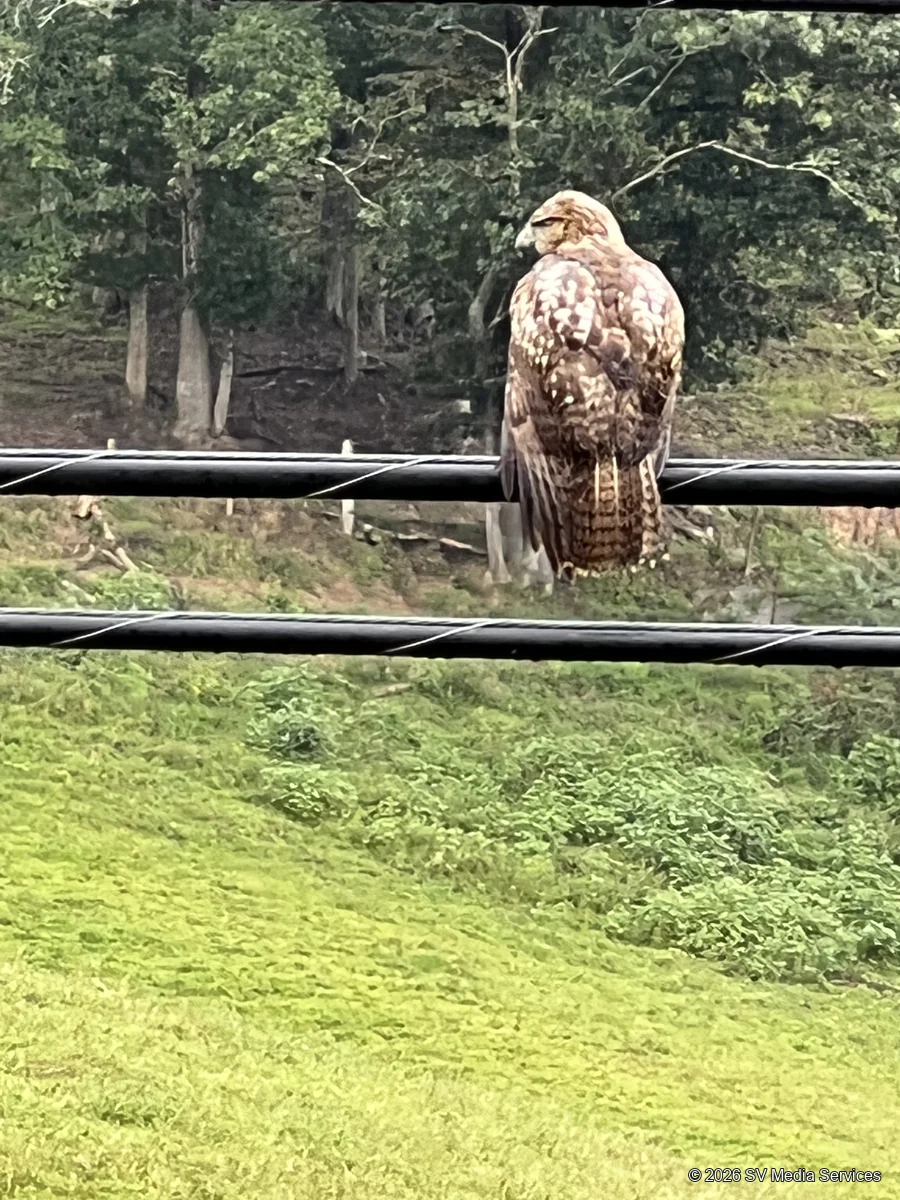 A red-shouldered hawk looks back from a powerline above a green clearing.