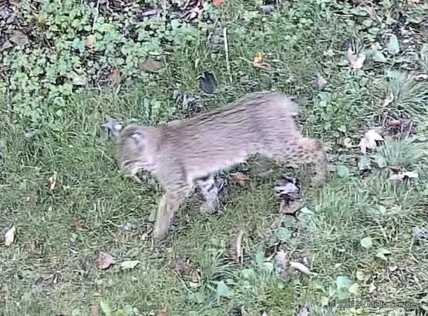 A bobcat kitten passes through the grass—a fleeting glimpse of a young wild cat.