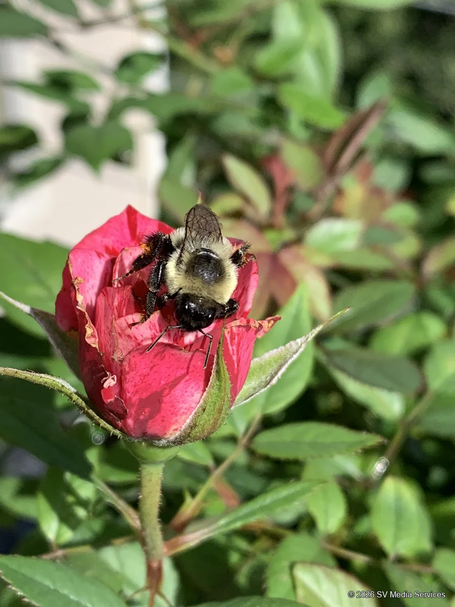 A bee rests on a pink flower bud.