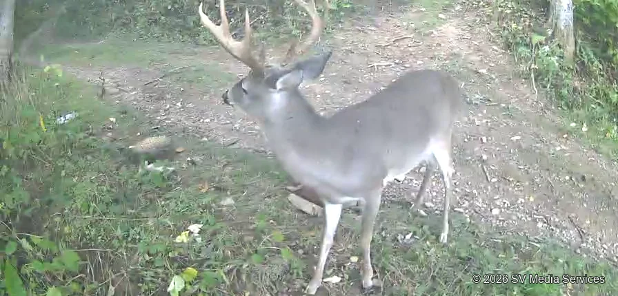 An antlered buck looks across the wooded clearing.