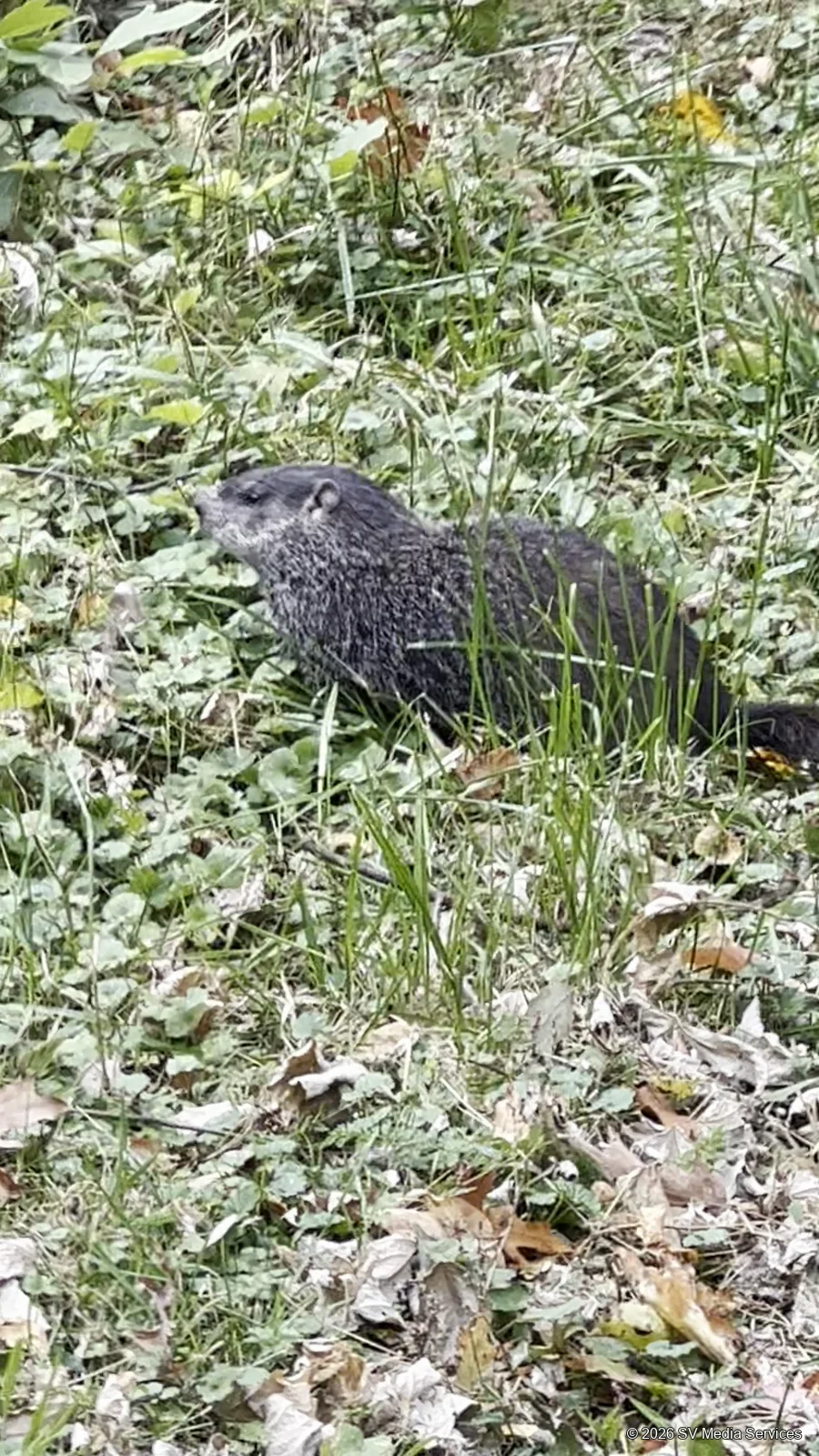 A groundhog pauses among grasses and fallen leaves.