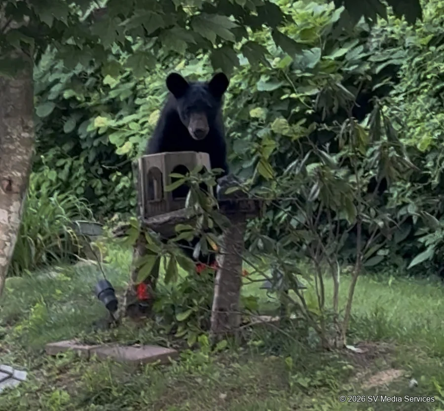 A black bear peers past a wooden chair surrounded by leafy branches.