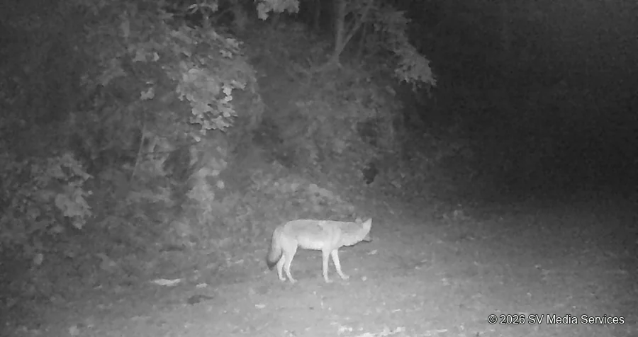 A coyote pauses along the woodland track in this monochrome photograph.