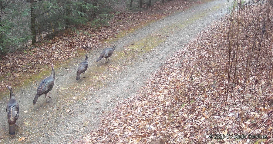 Turkeys follow one another up a woodland track.