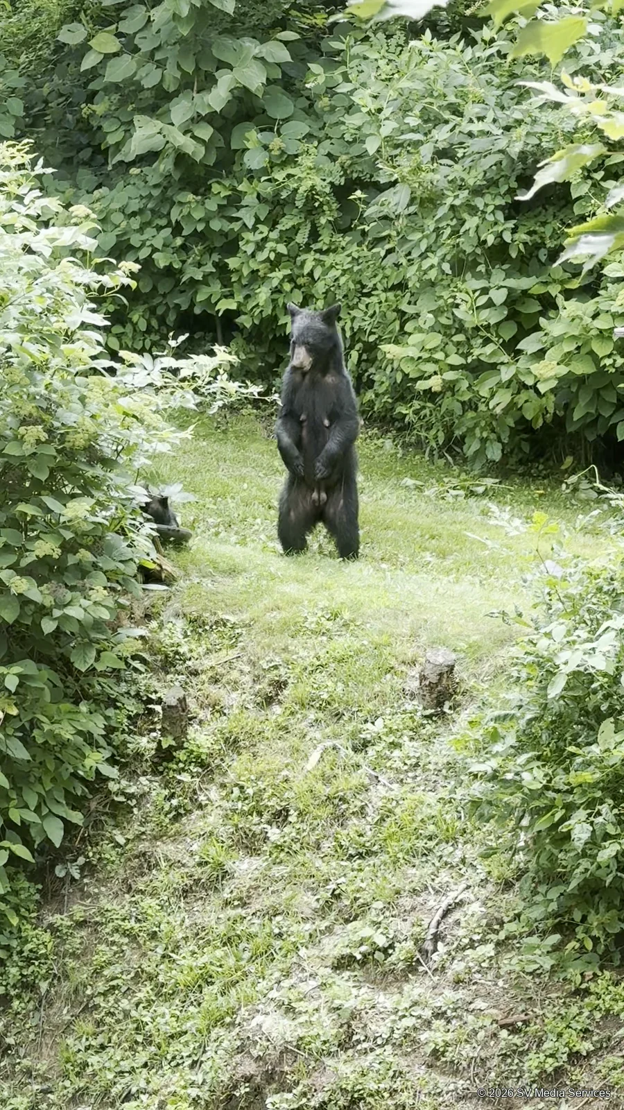 A black bear stands upright in a green opening beside the woods.