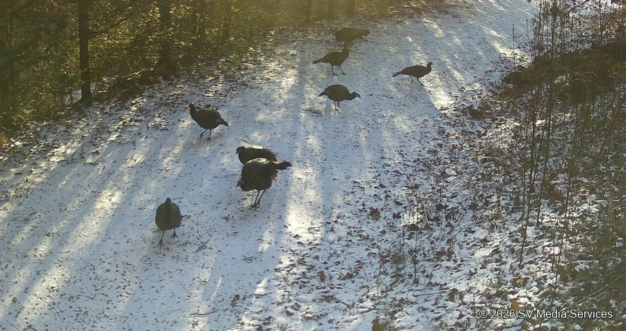 A flock of turkeys crosses a snow-covered path in low sunlight.
