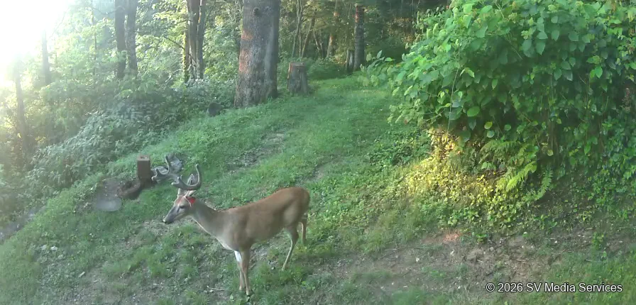 A buck stands at the edge of a sunlit clearing.